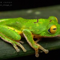 Pseudophilautus poppiae Megaskumbura & Manamendra-Arachcchi, 2005